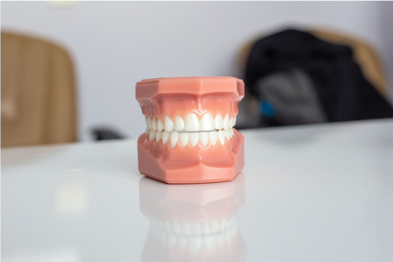 牙醫師診治療程時常會展示給病患的牙齒模型