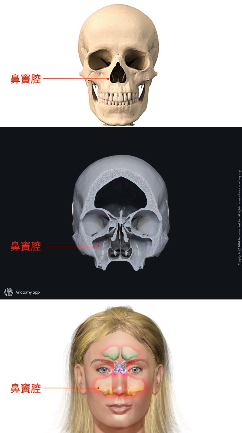 鼻竇腔室